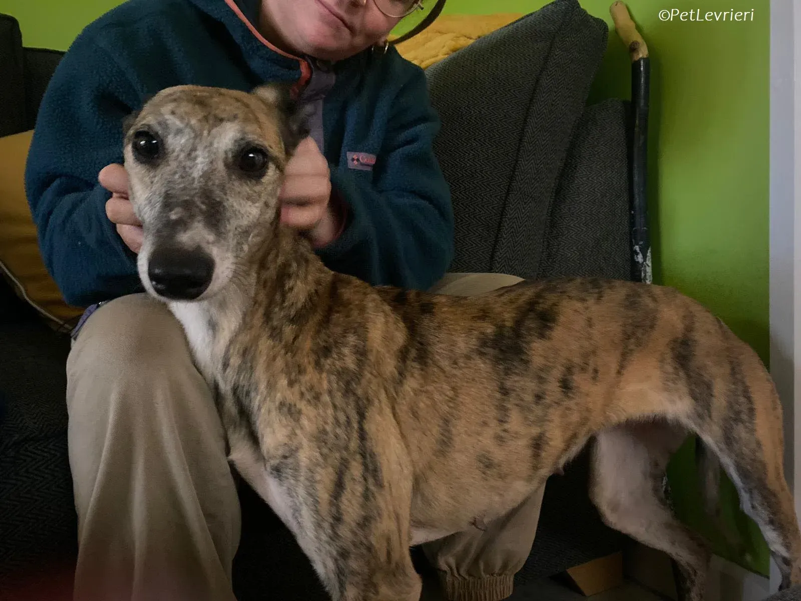 Maude adozione levrieri greyhound 1