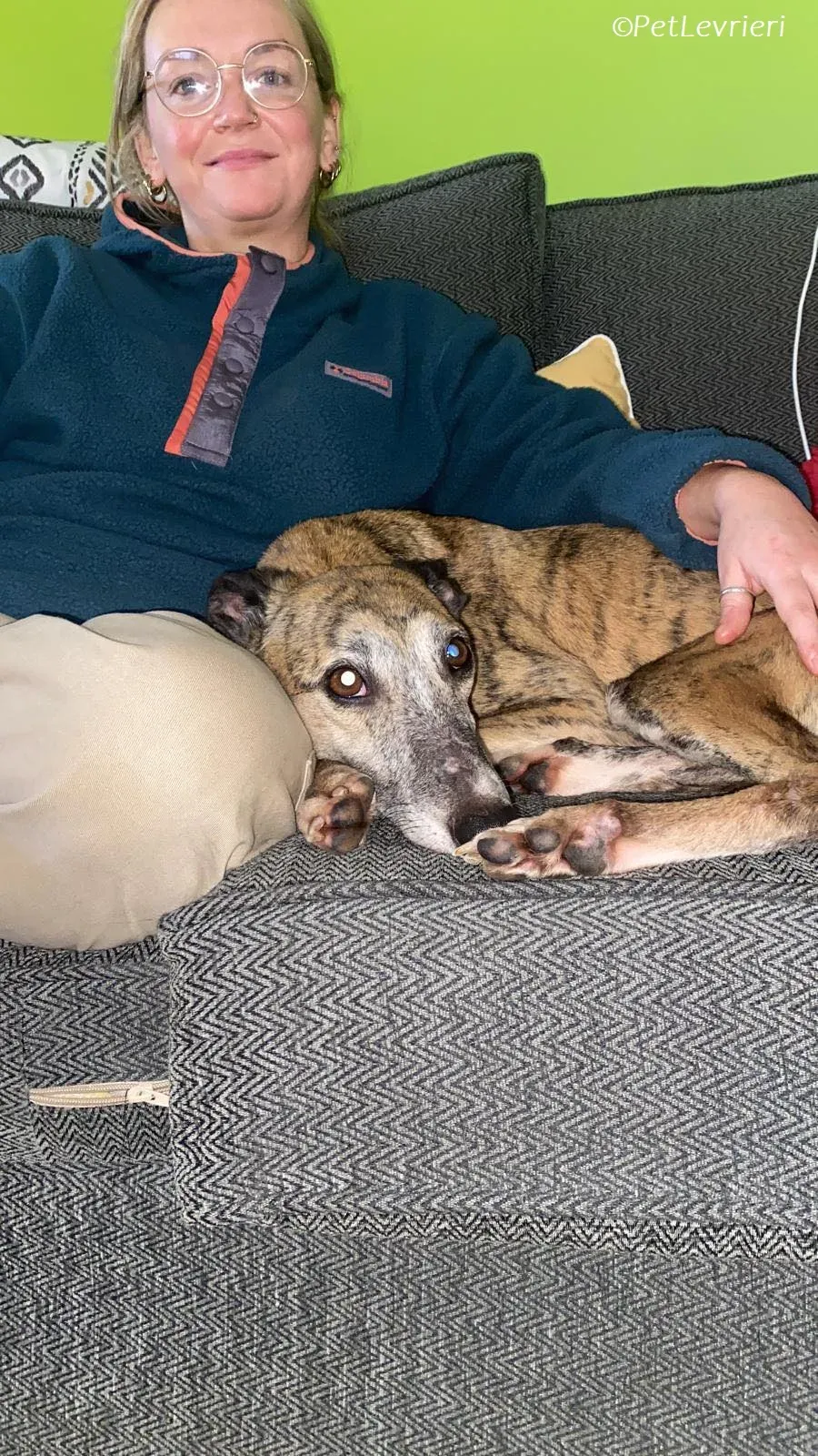 Maude adozione levrieri greyhound 10