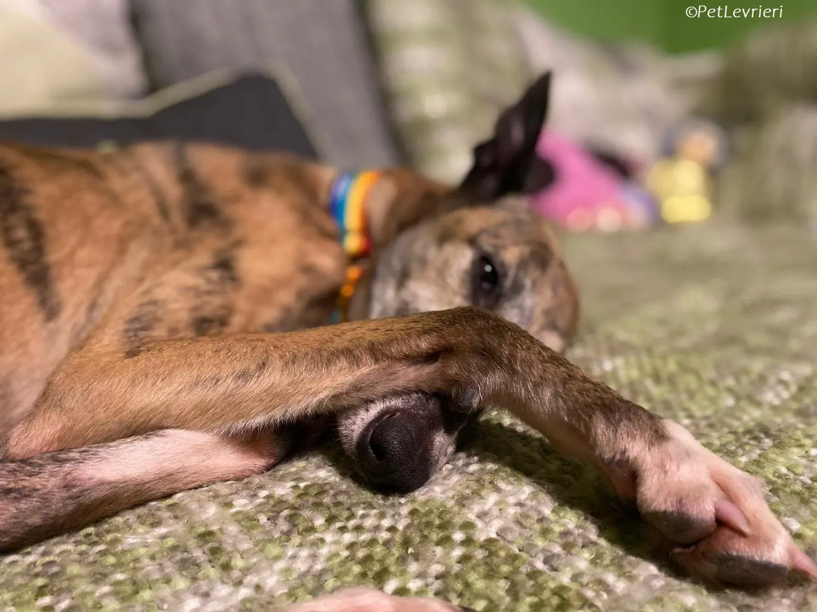 Maude adozione levrieri greyhound 11