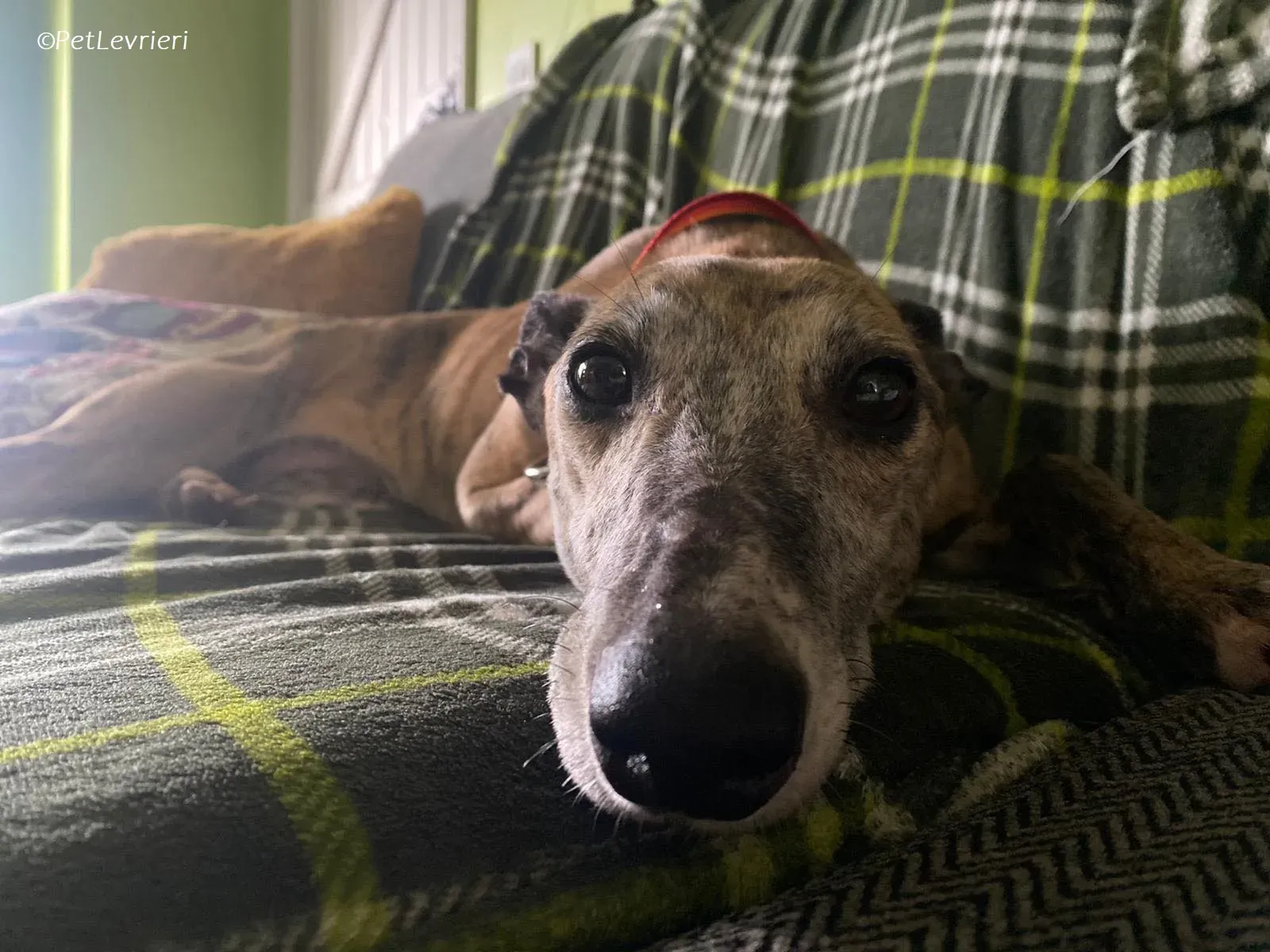 Maude adozione levrieri greyhound 12