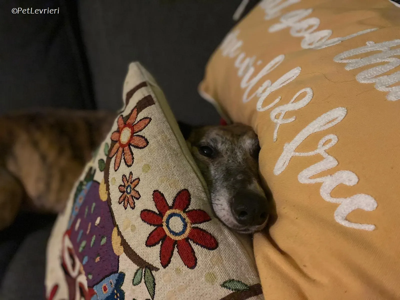 Maude adozione levrieri greyhound 13