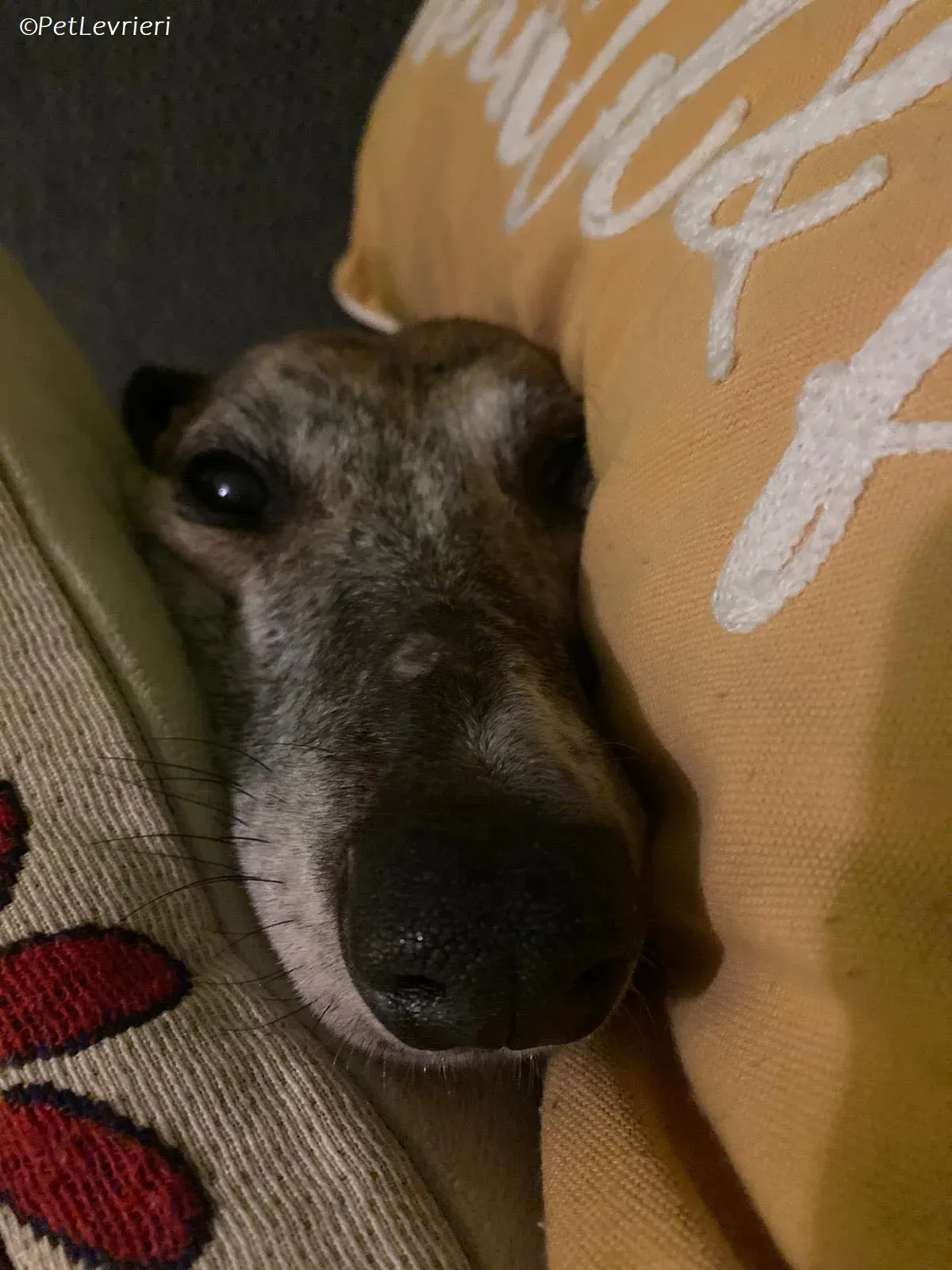 Maude adozione levrieri greyhound 14