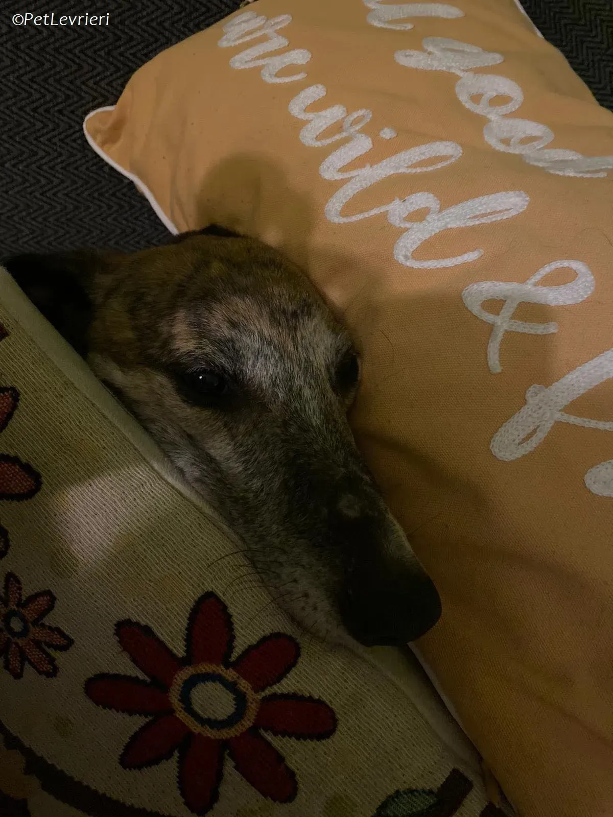 Maude adozione levrieri greyhound 15