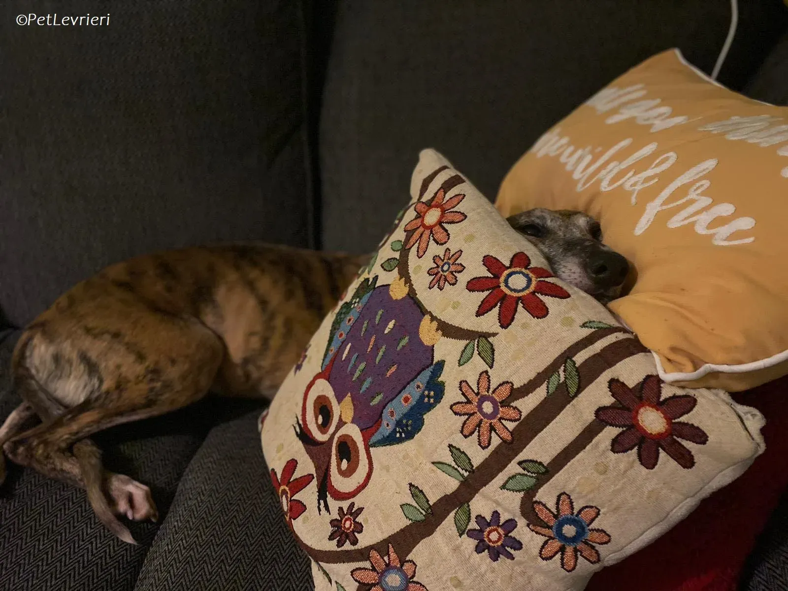 Maude adozione levrieri greyhound 16