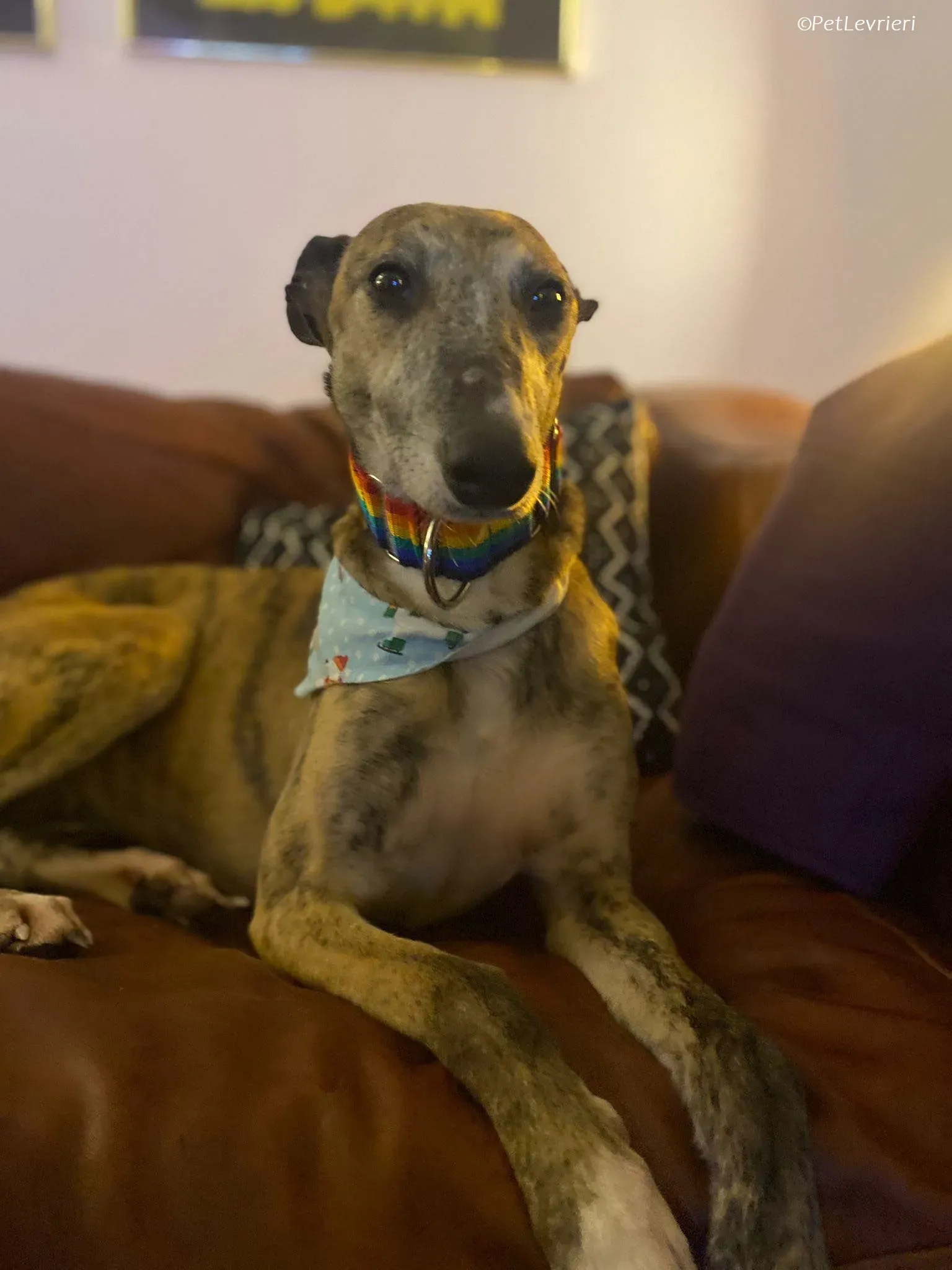 Maude adozione levrieri greyhound 17