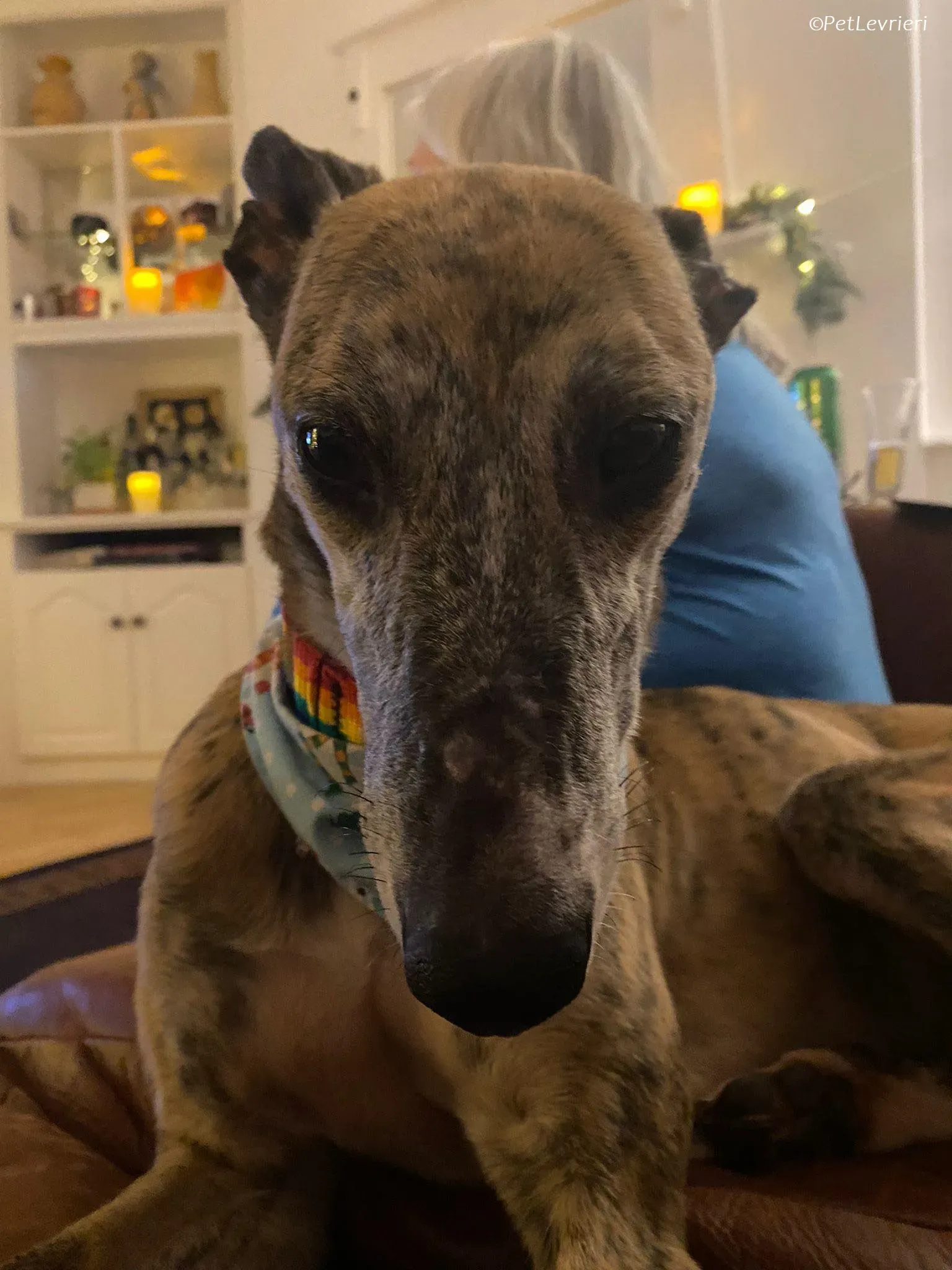 Maude adozione levrieri greyhound 18