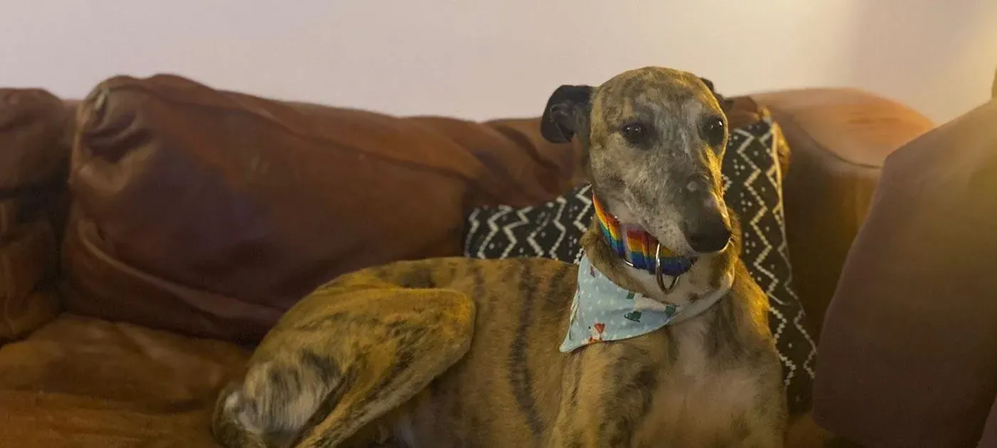 Maude adozione levrieri greyhound 19 e1703059483307