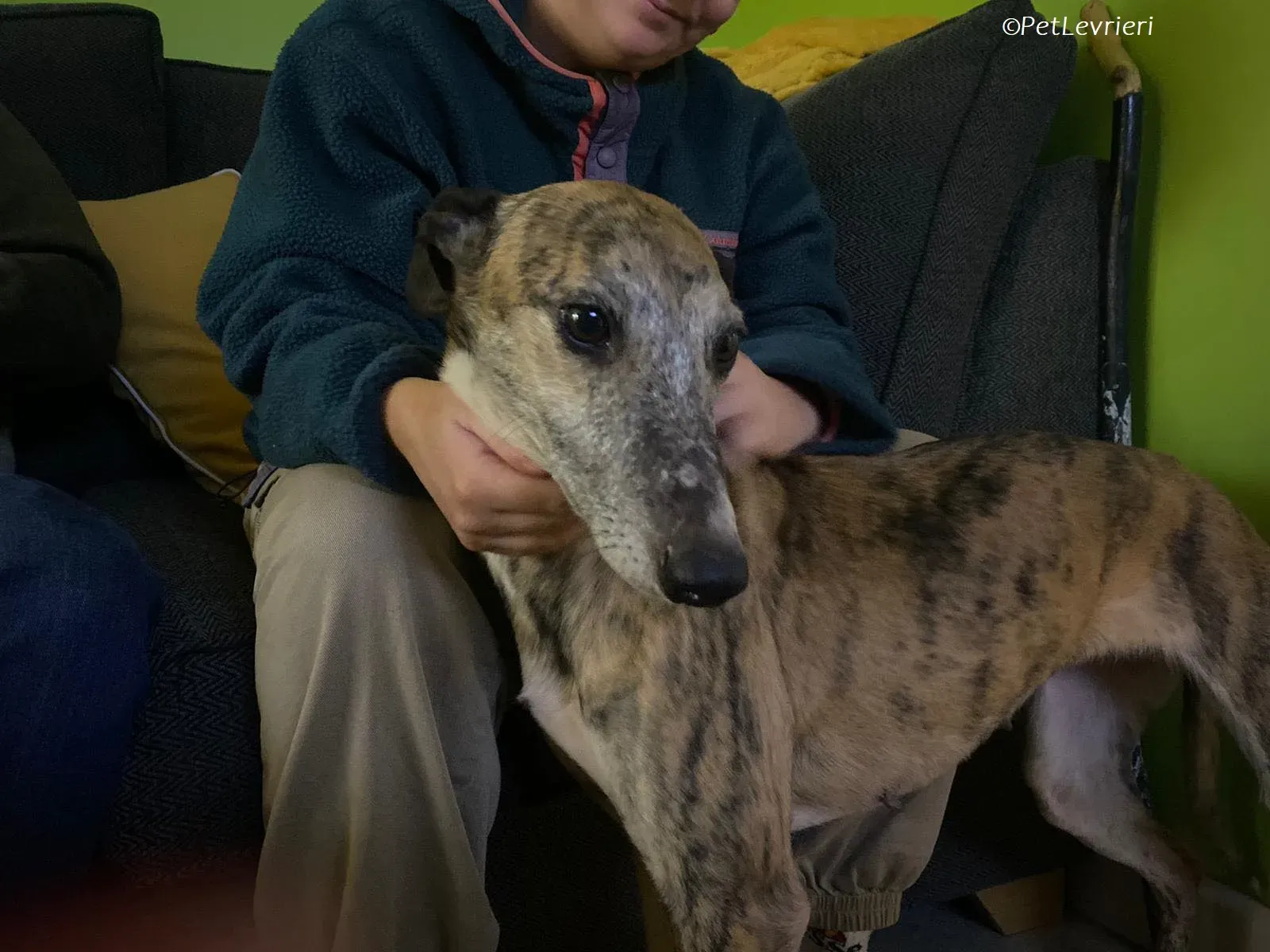 Maude adozione levrieri greyhound 2