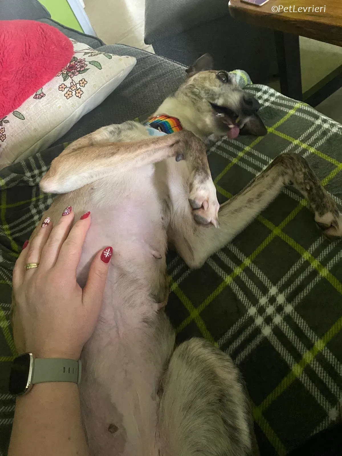 Maude adozione levrieri greyhound 20