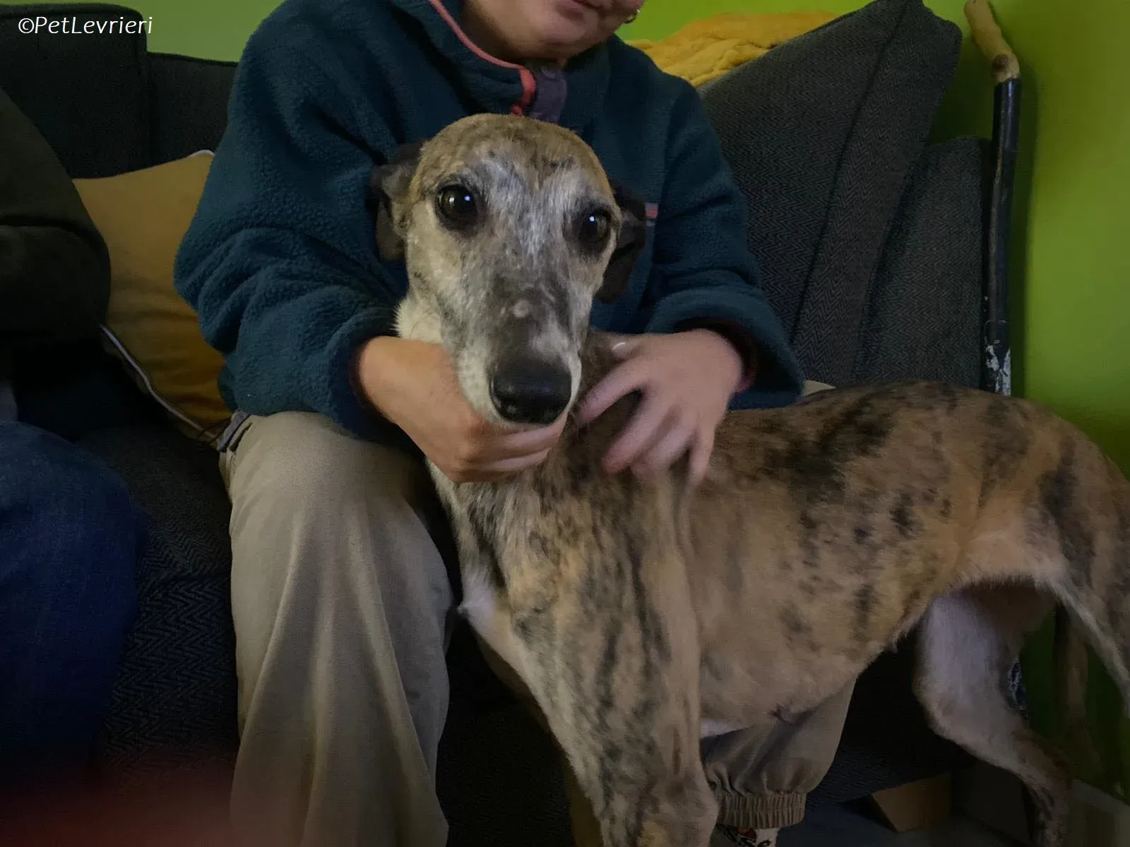 Maude adozione levrieri greyhound 3