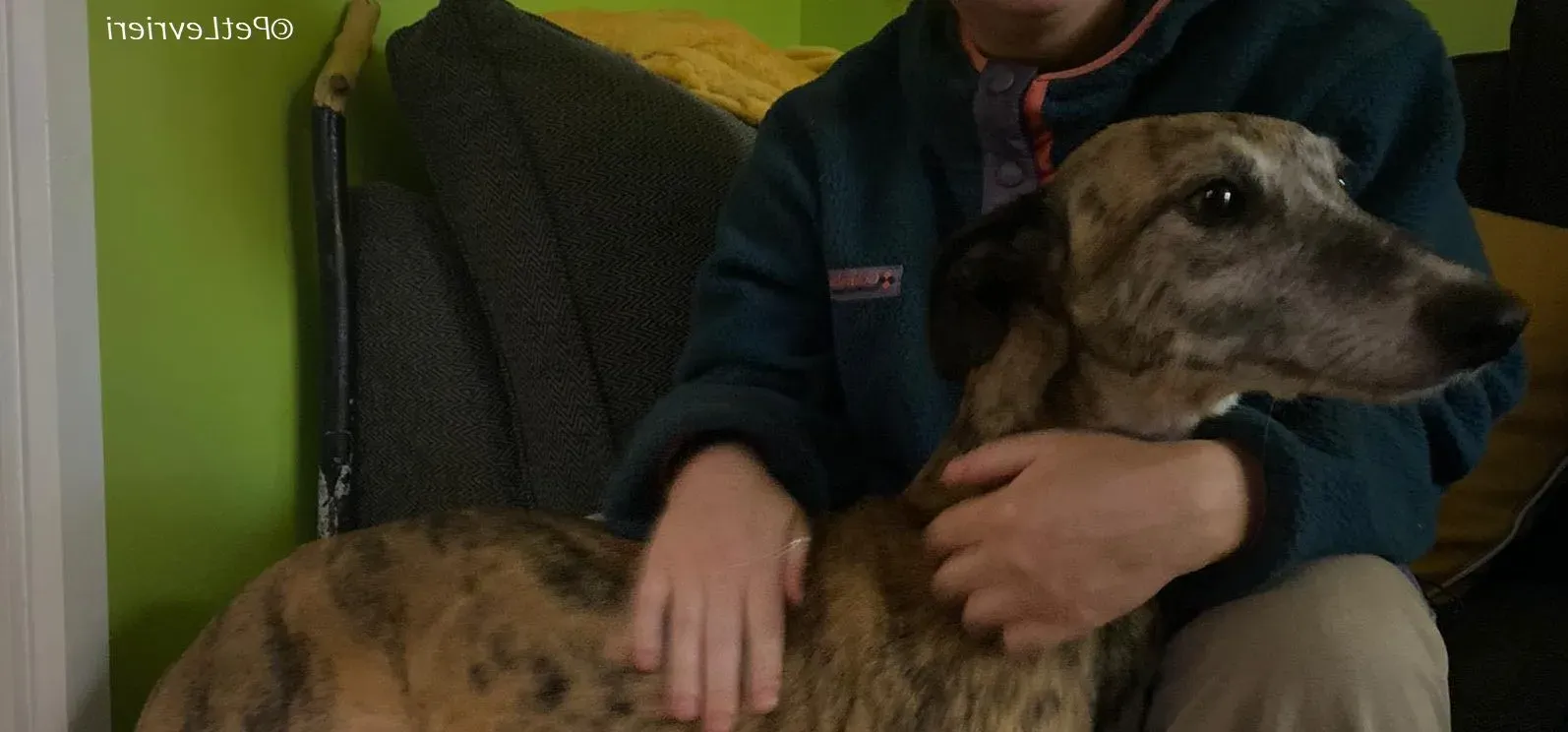 Maude adozione levrieri greyhound 4 e1702315744705