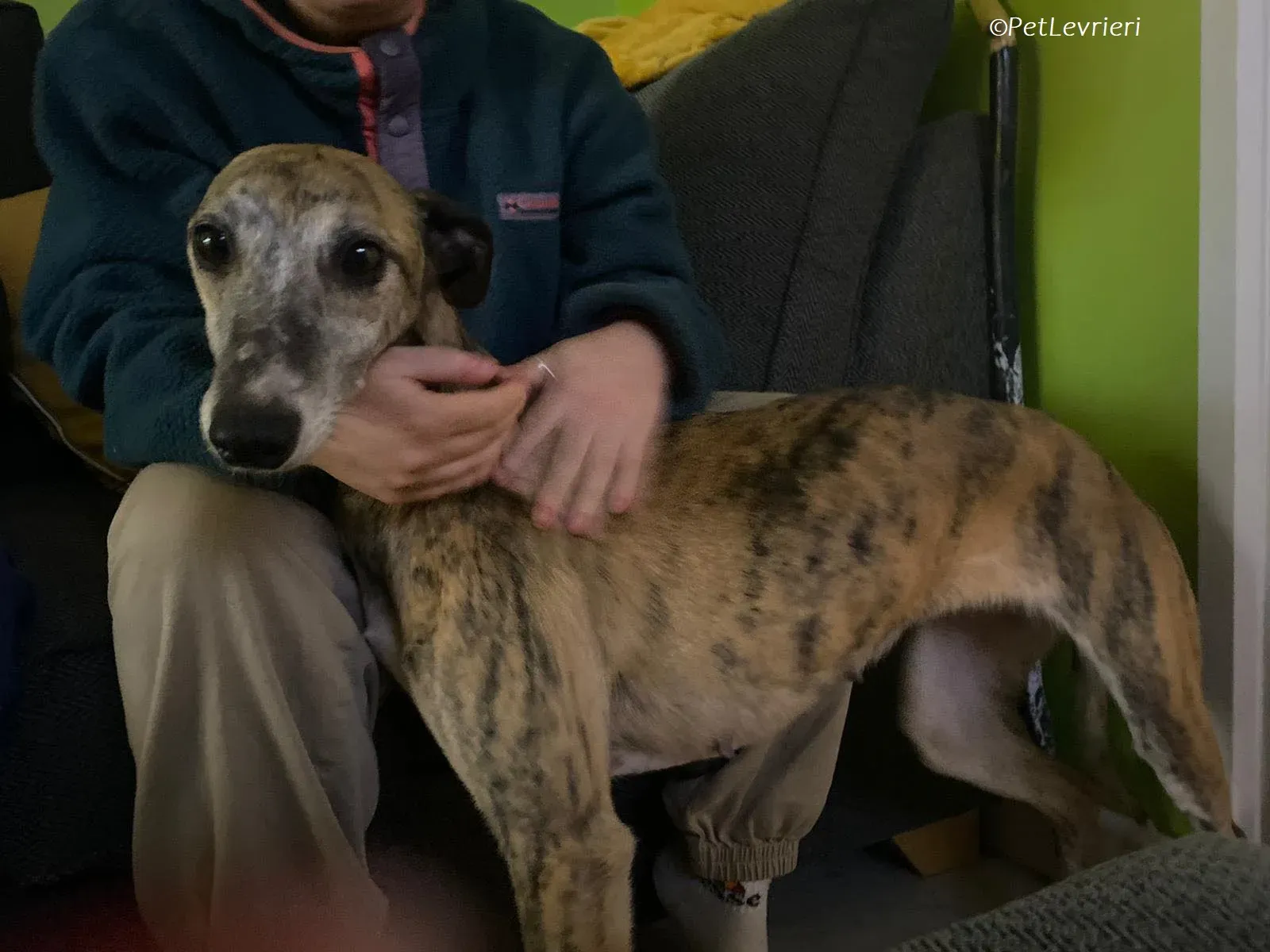 Maude adozione levrieri greyhound 5