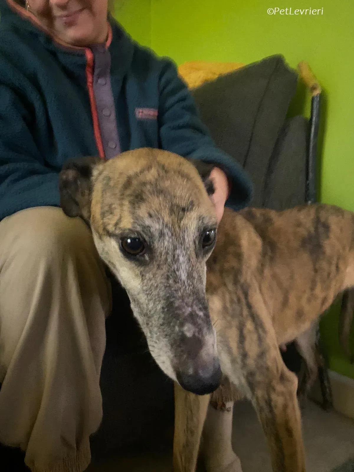 Maude adozione levrieri greyhound 6