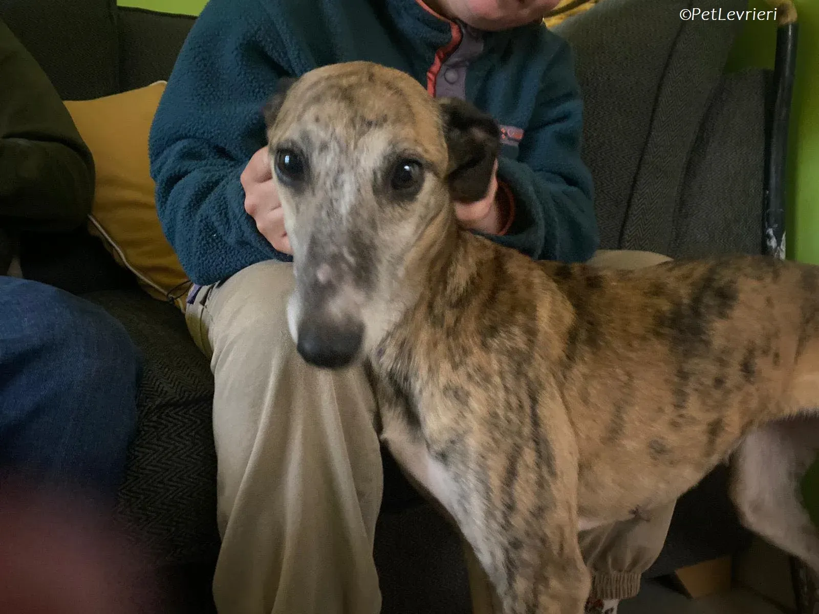 Maude adozione levrieri greyhound 7