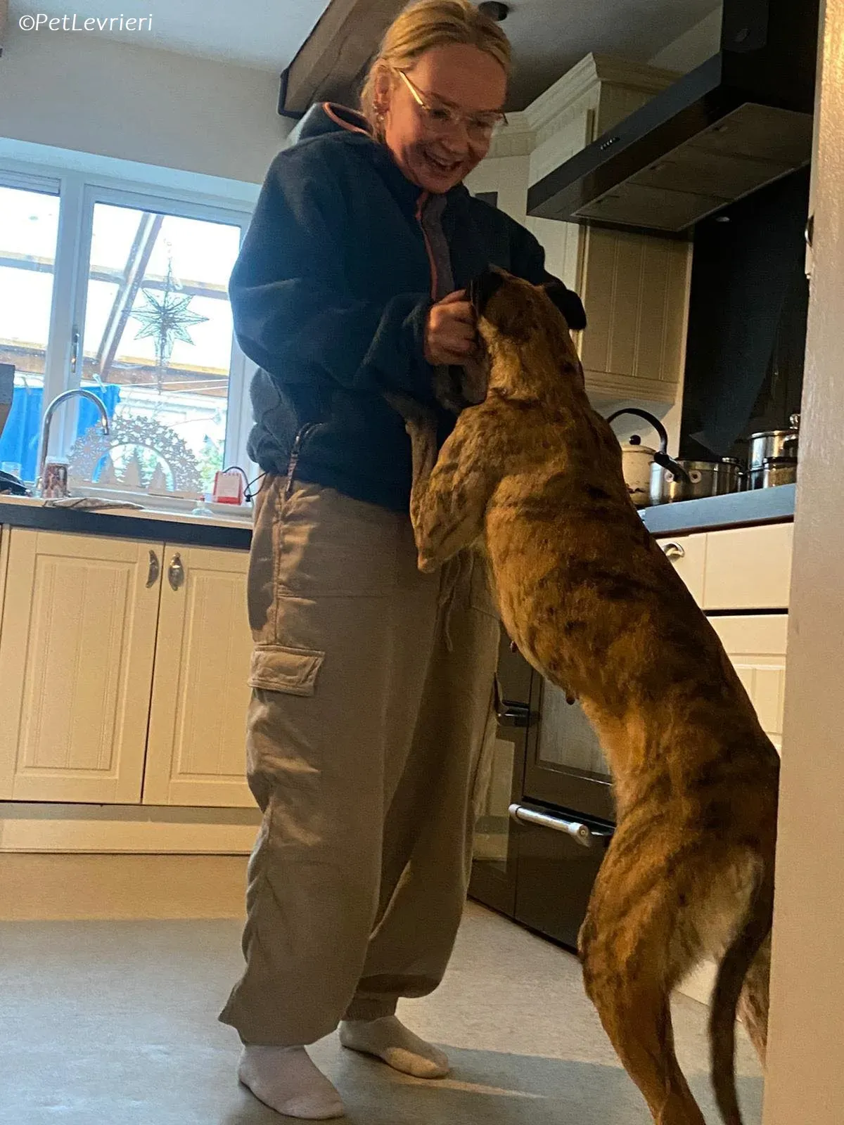 Maude adozione levrieri greyhound 8