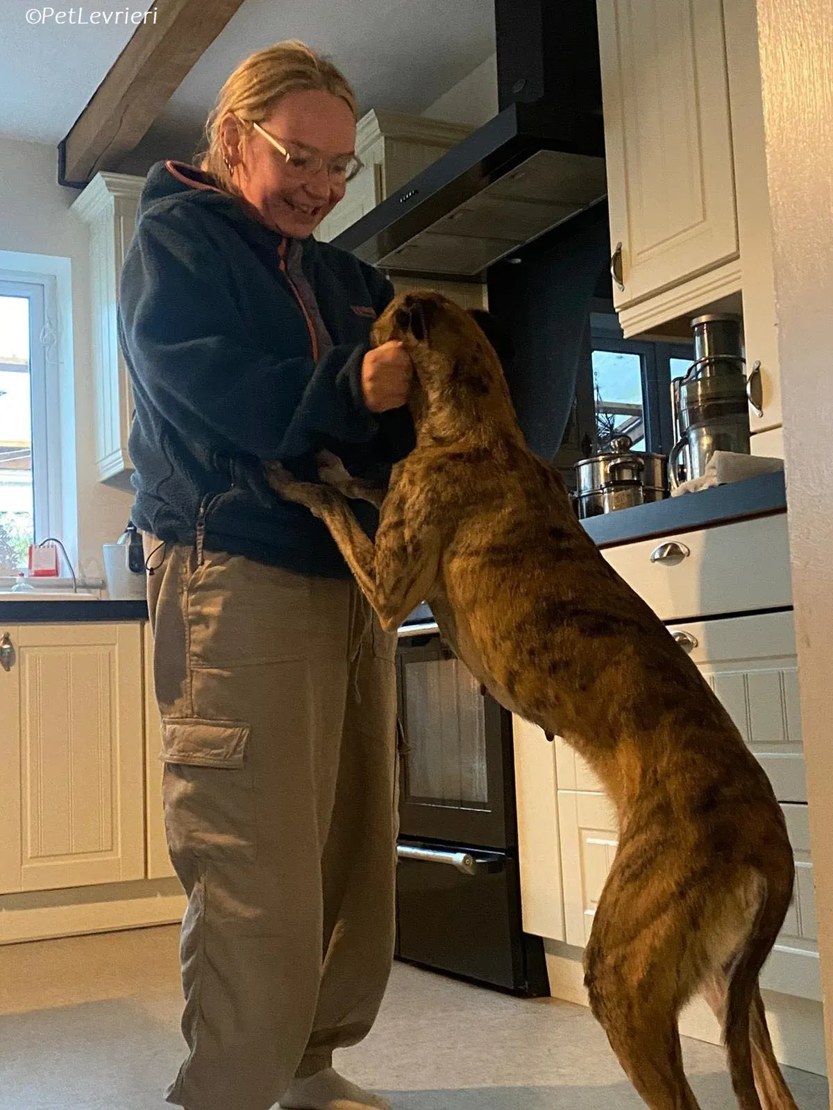 Maude adozione levrieri greyhound 9