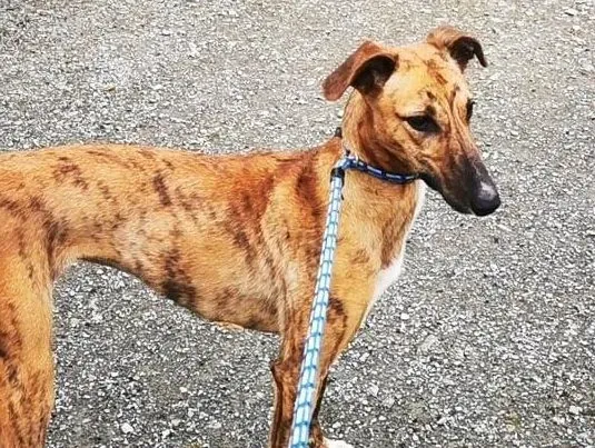 Mavis adozione levrieri greyhound 1 e1630862493698