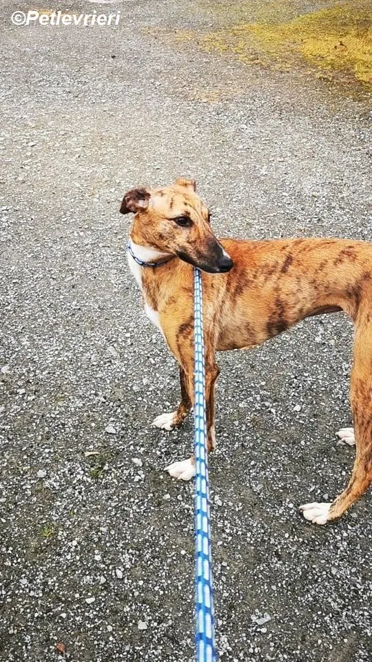 Mavis adozione levrieri greyhound 2