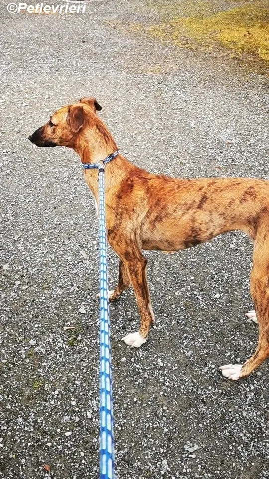 Mavis adozione levrieri greyhound 3