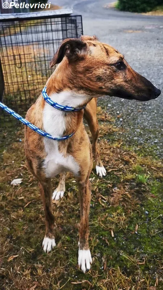 Mavis adozione levrieri greyhound 5