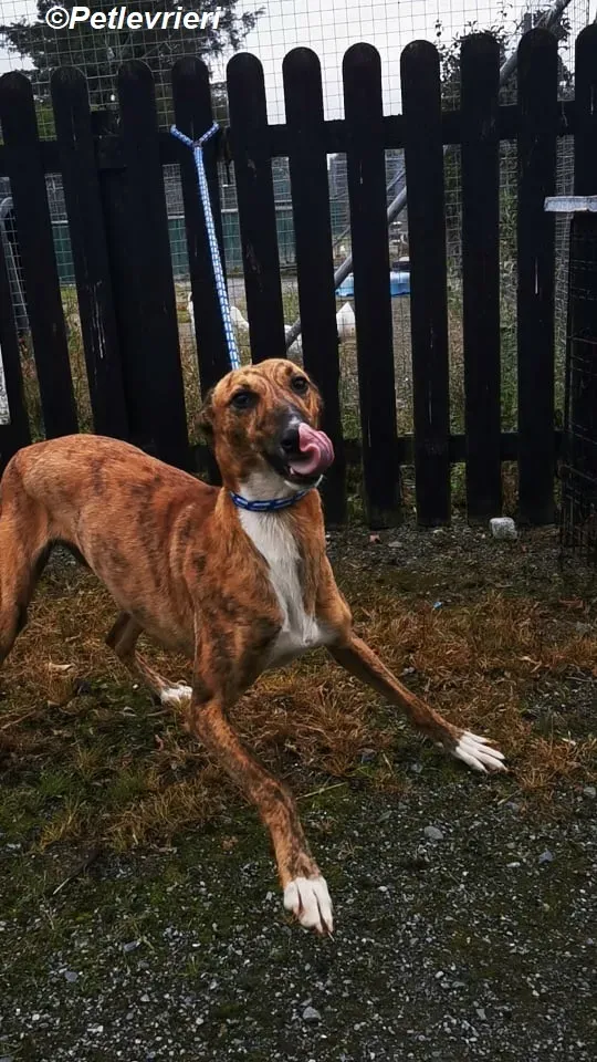 Mavis adozione levrieri greyhound 6