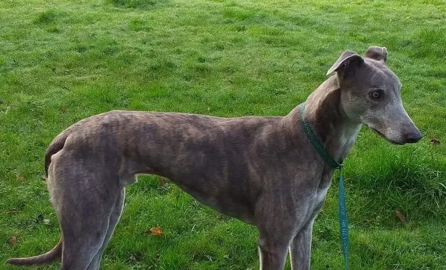 Max adozione levrieri greyhound 1 e1637130646451