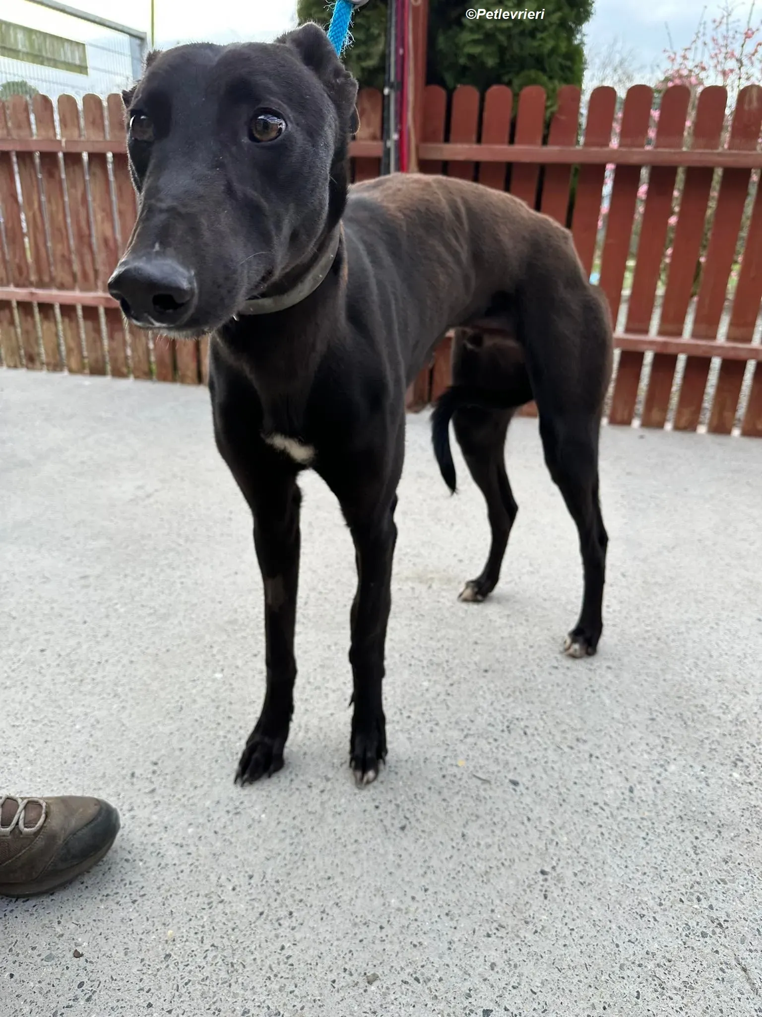 Max adozione levrieri greyhound 1