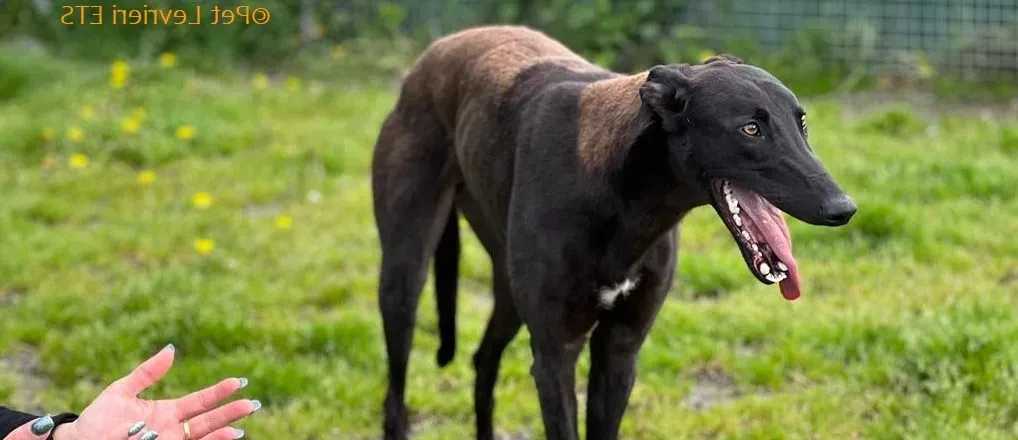 Max adozione levrieri greyhound 10 e1683646000906