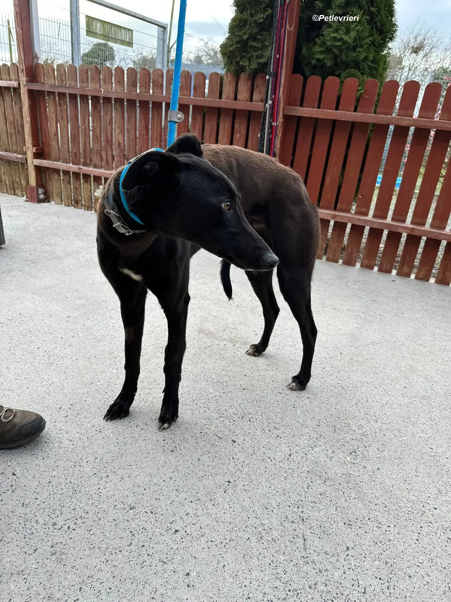 Max adozione levrieri greyhound 6