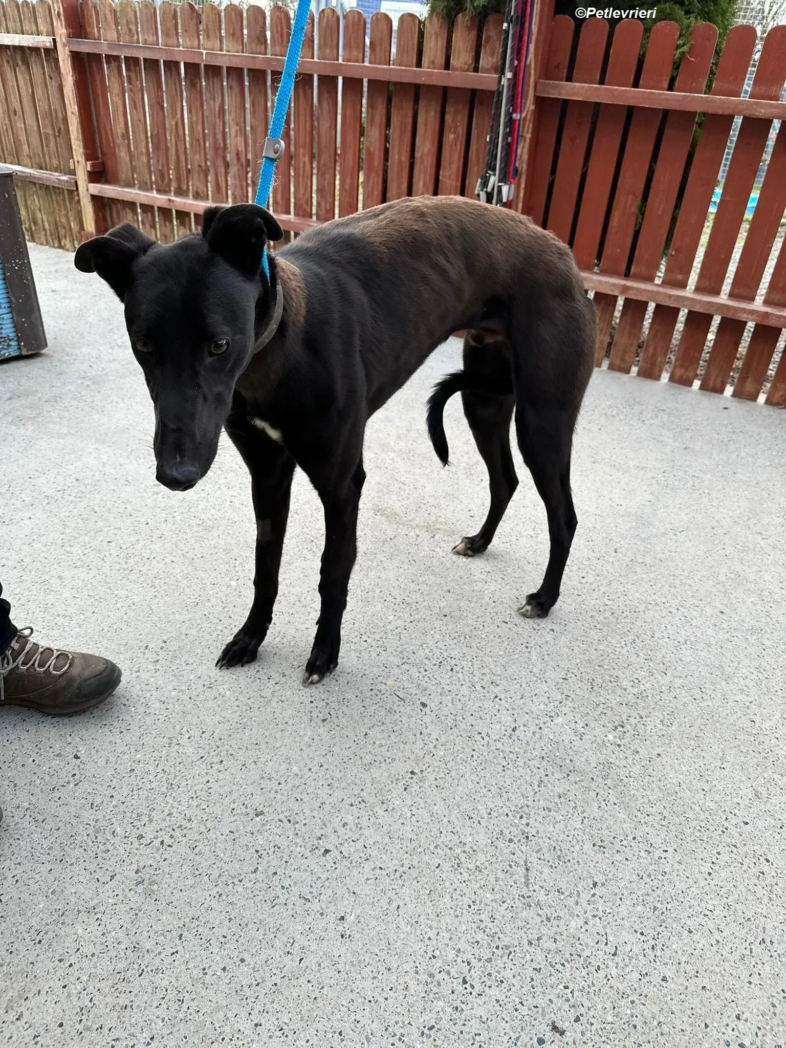 Max adozione levrieri greyhound 7