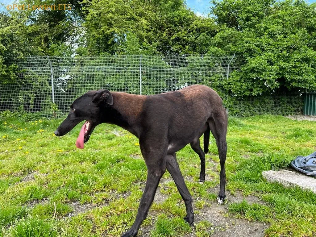 Max adozione levrieri greyhound 9