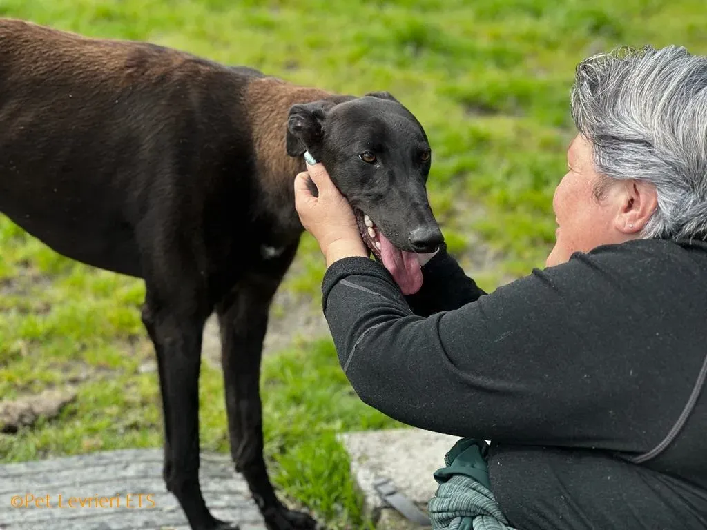 Max adozione levrieri greyhound 13