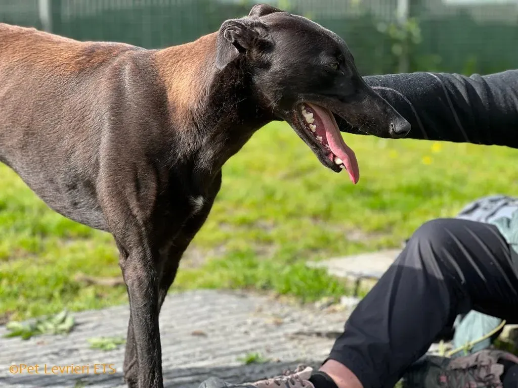 Max adozione levrieri greyhound 14