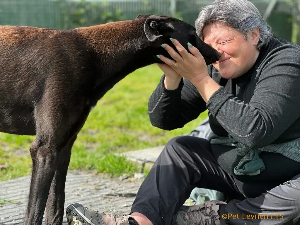 Max adozione levrieri greyhound 15