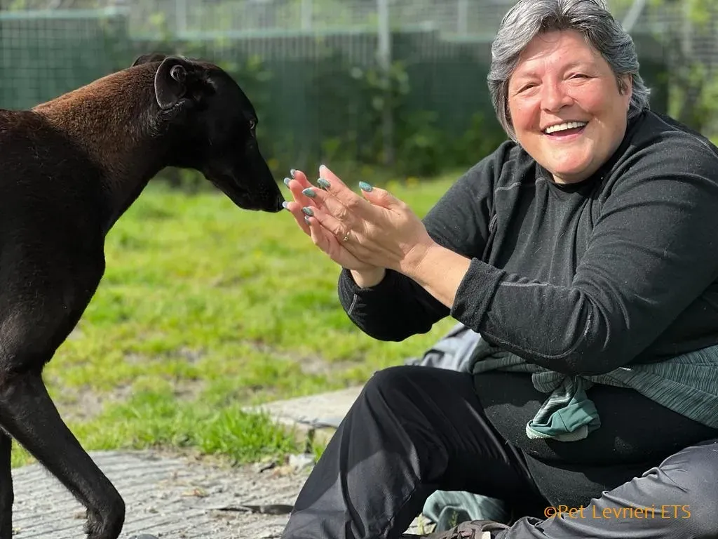 Max adozione levrieri greyhound 16