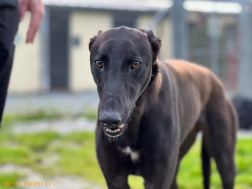 Max adozione levrieri greyhound 17