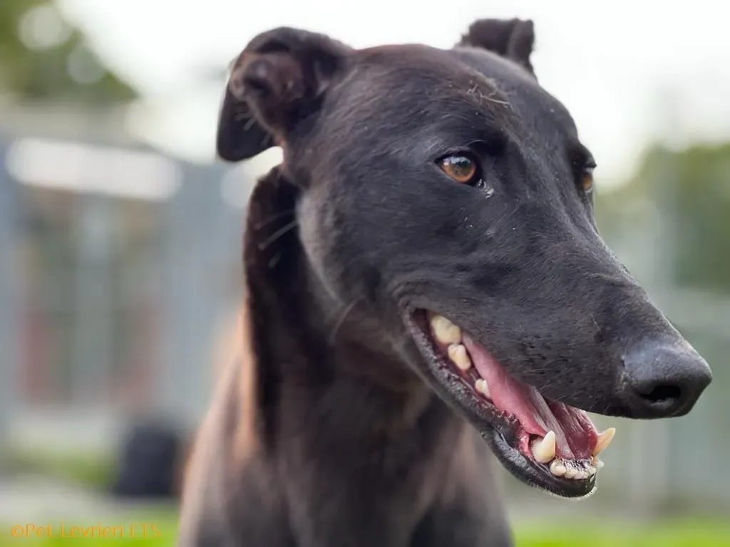 Max adozione levrieri greyhound 18