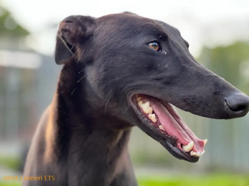 Max adozione levrieri greyhound 19