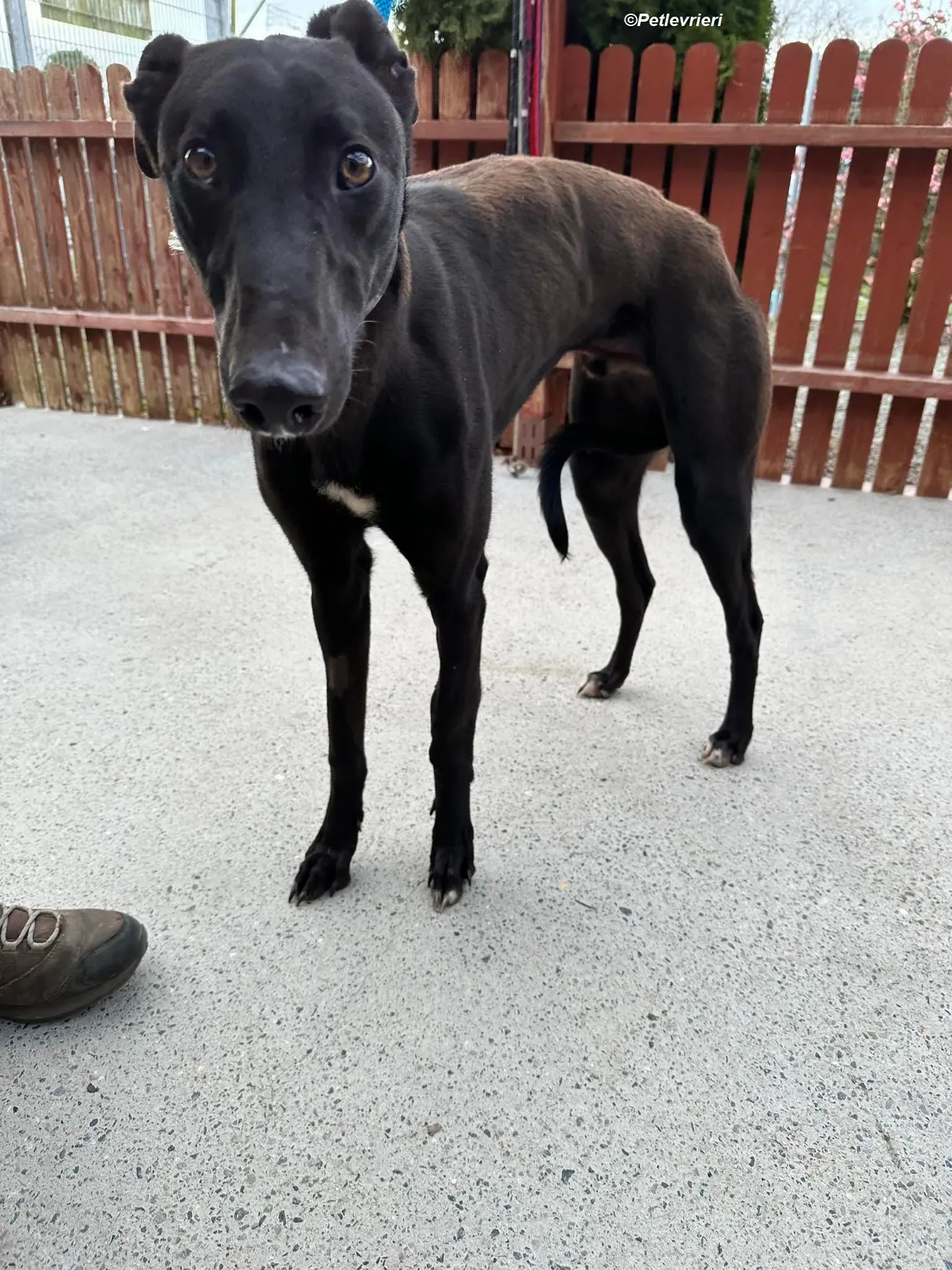 Max adozione levrieri greyhound 2