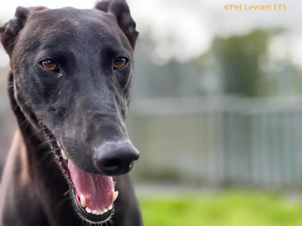 Max adozione levrieri greyhound 20