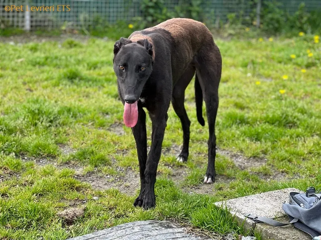 Max adozione levrieri greyhound 11