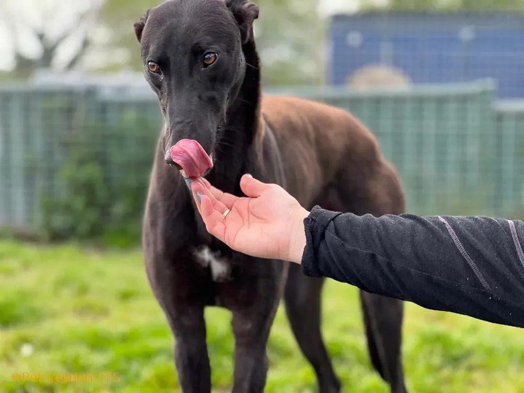 Max adozione levrieri greyhound 12