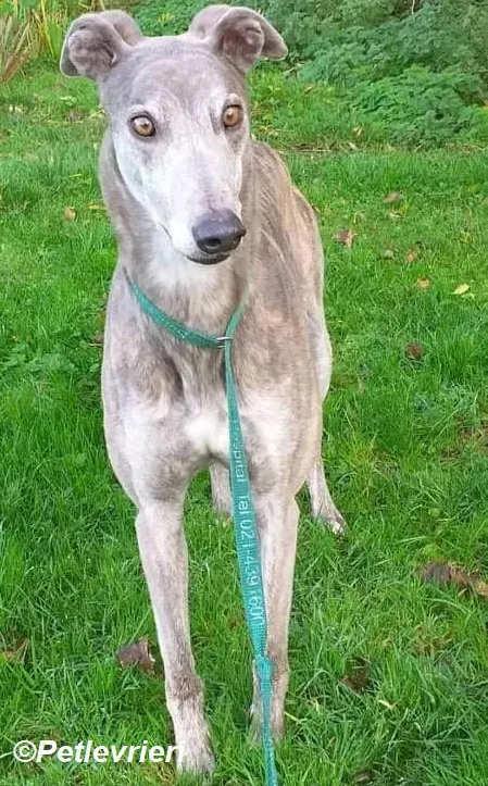 Max adozione levrieri greyhound 4