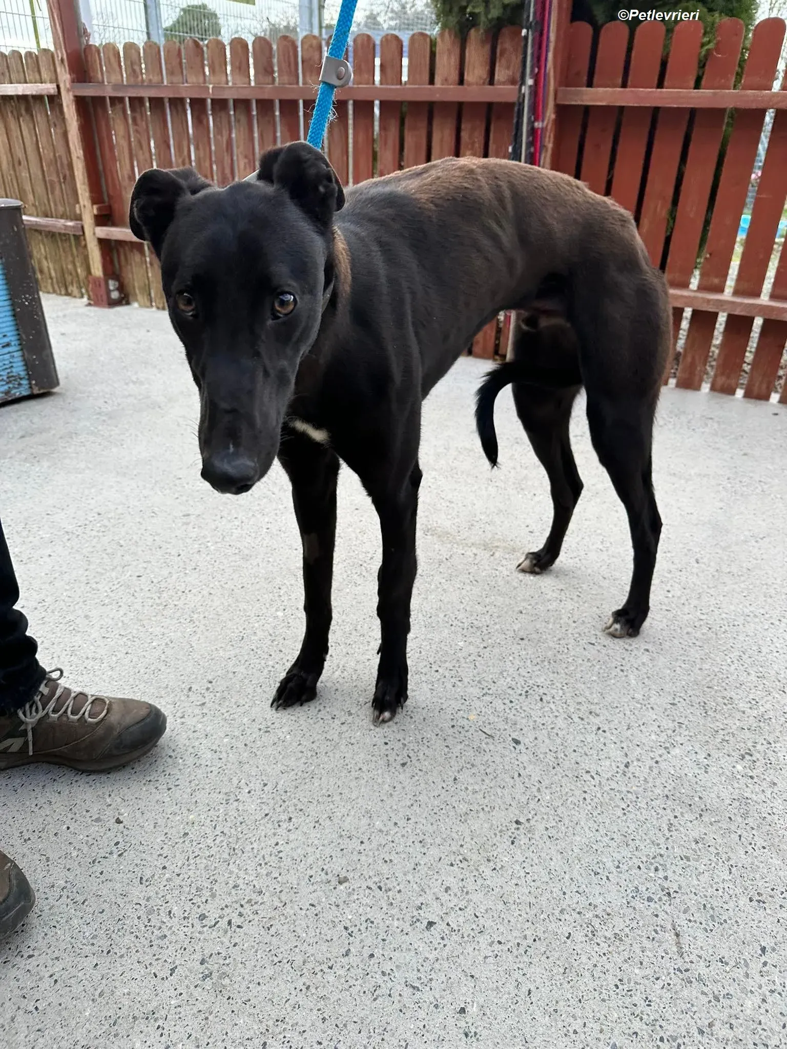 Max adozione levrieri greyhound 3