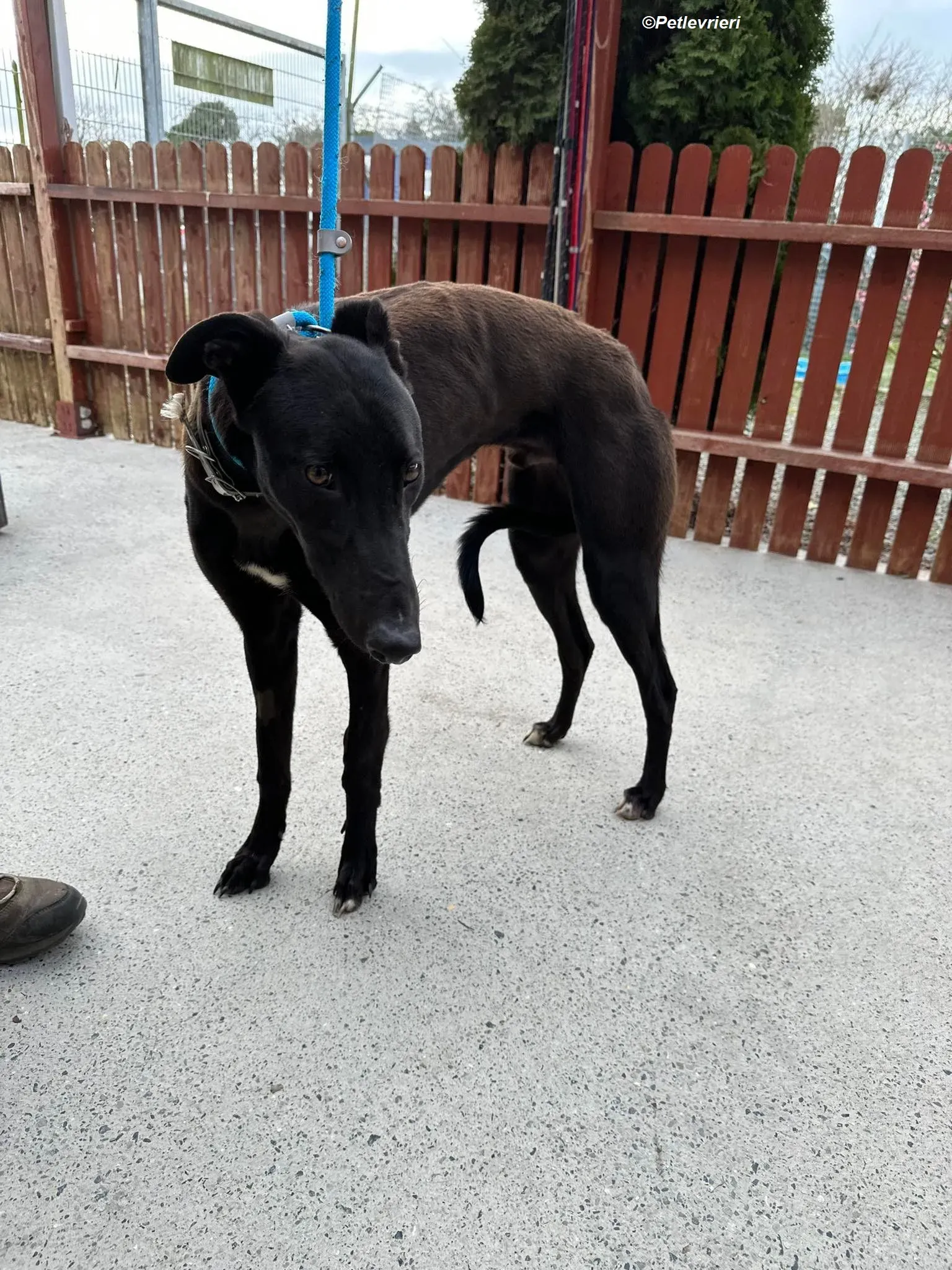 Max adozione levrieri greyhound 5