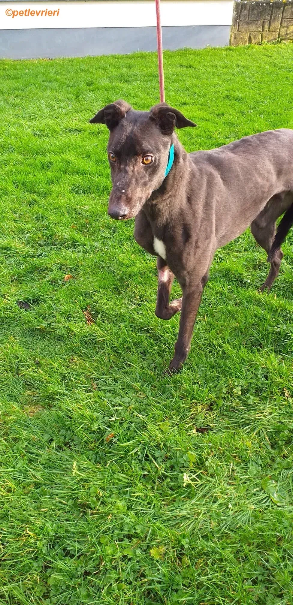 Maxi adozione levrieri greyhound 2