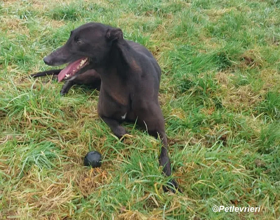 May adozione levrieri greyhound 1