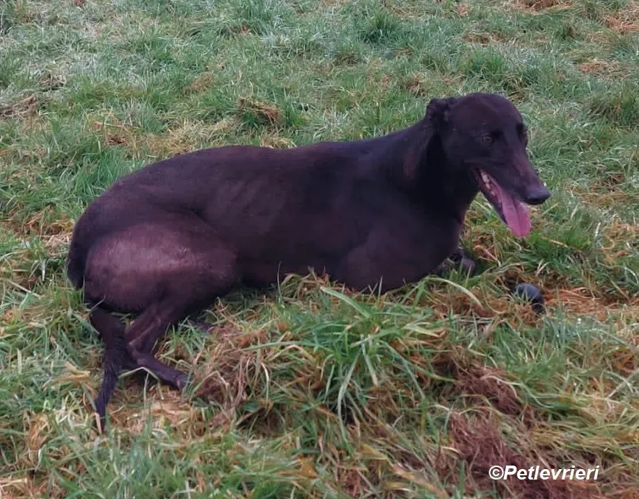 May adozione levrieri greyhound 10