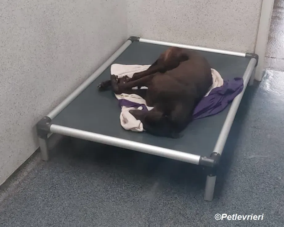 May adozione levrieri greyhound 11