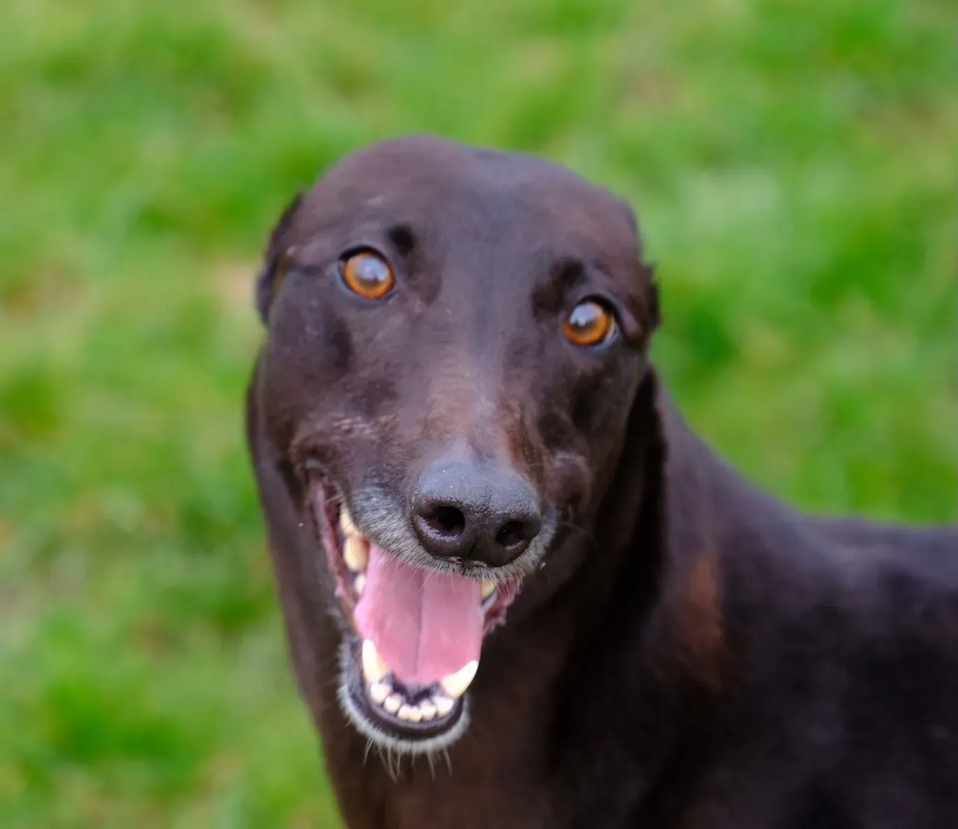 May adozione levrieri greyhound 12